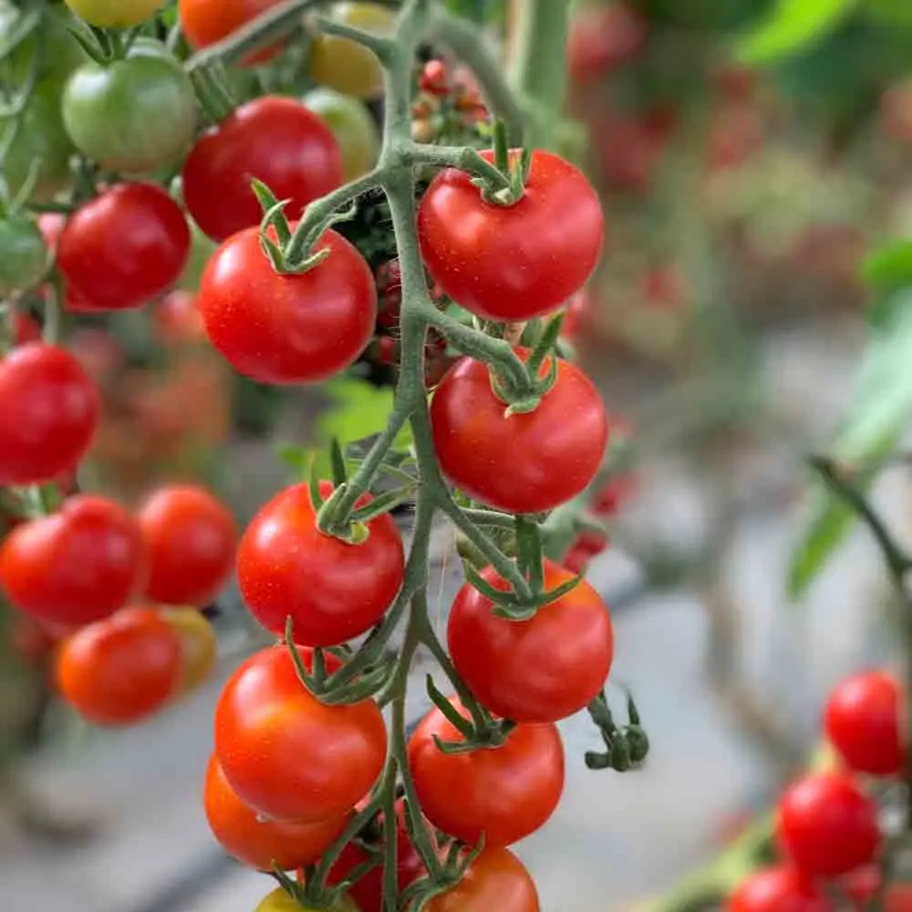 [240] TOMATES MIEL