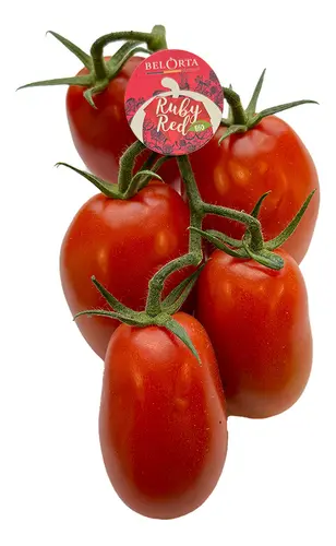[385] TOMATES RUBY RED