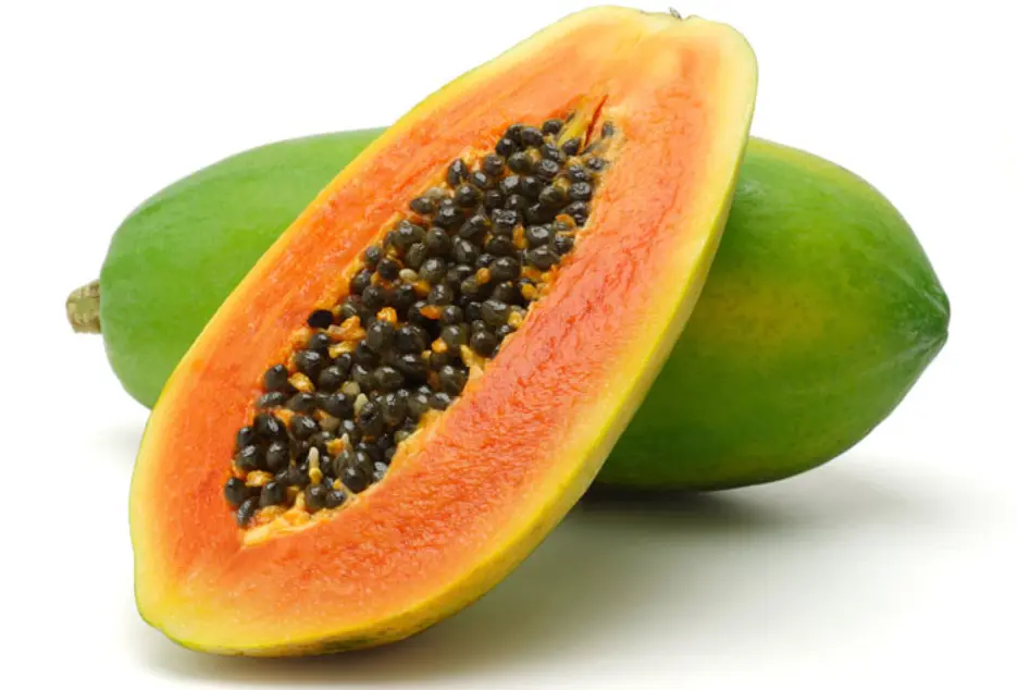 [416] PAPAYA XL