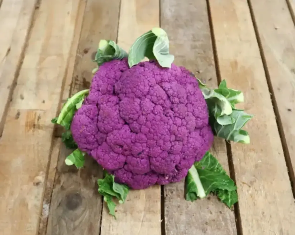 [455] CHOU FLEUR MAUVE / PAARSE BLOEMKOOL