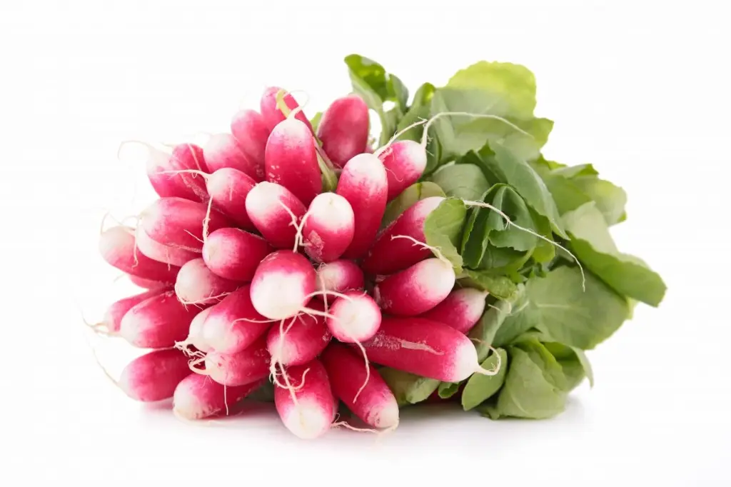 [458] RADIS ROSE