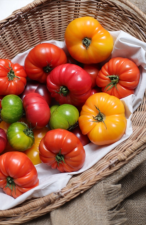 [461] TOMATES PROVENCE