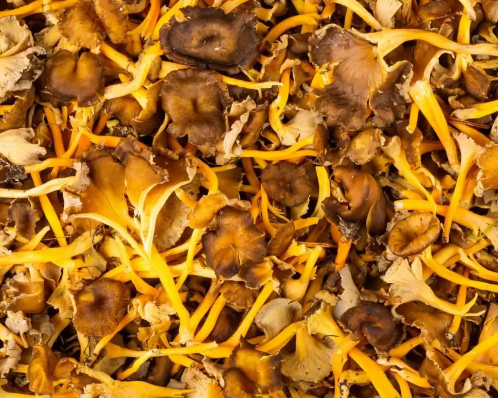 CHANTERELLE VRAC