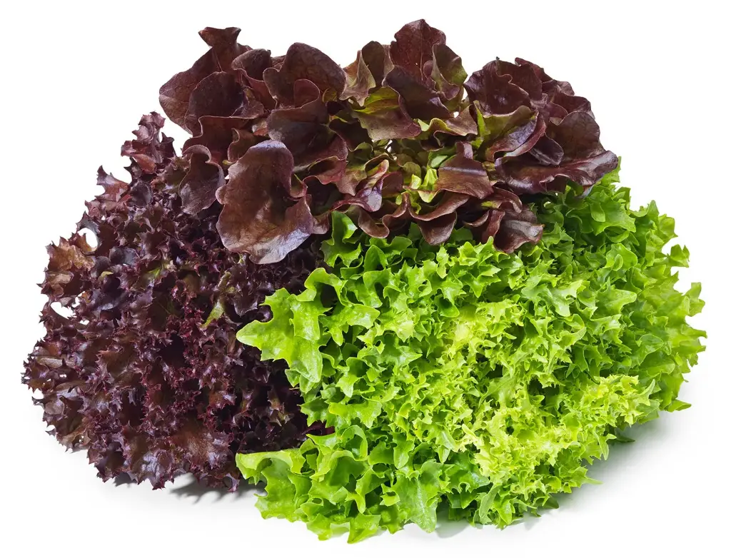 SALADE TRIO