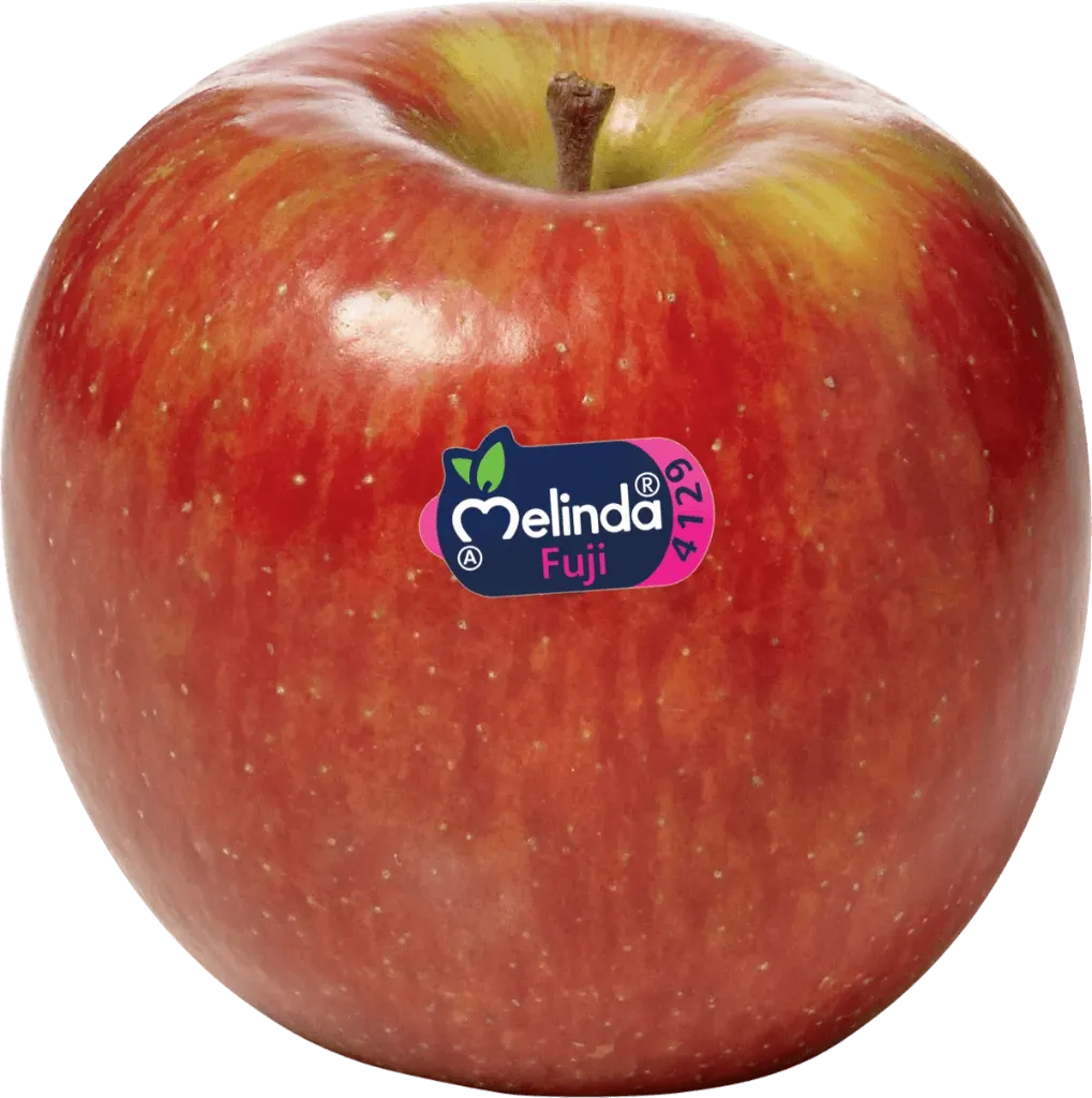 APPLE FUJI