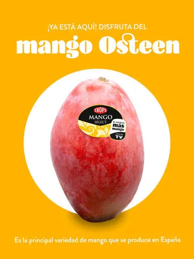 Mangue OSTEEN