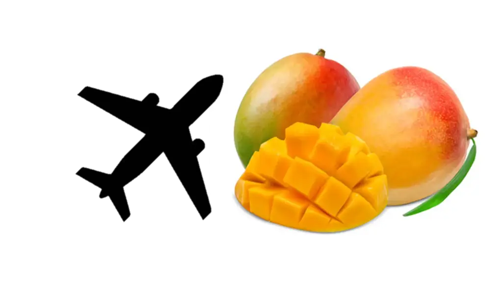 [50] MANGUE AVION