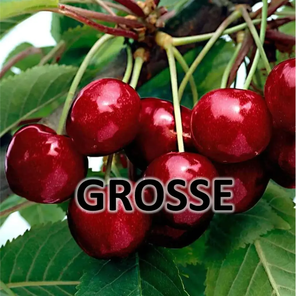 [69] GROSSE CERISE