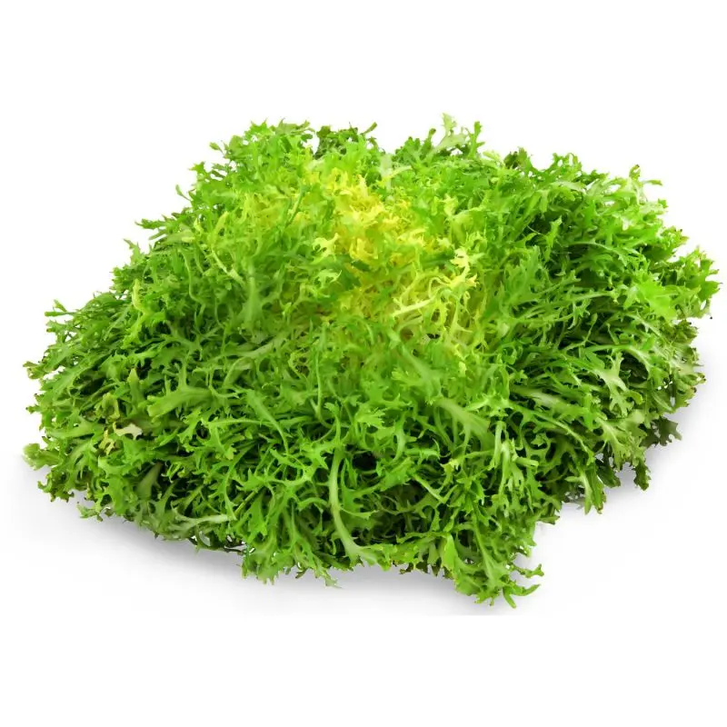 SALADE FRISÉE / FRISEE