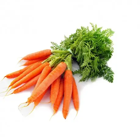 [153] CAROTTES EN BOTTE