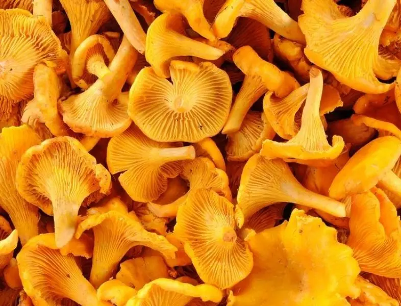 GIROLLES / CANTHAREL